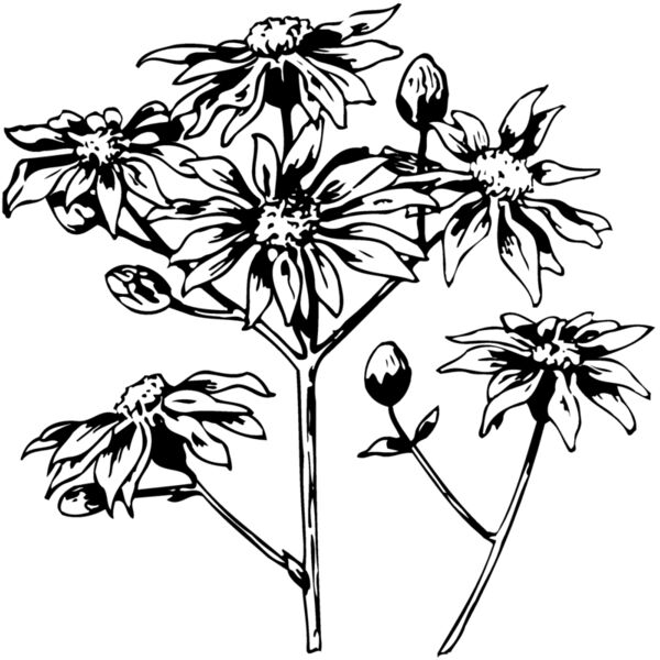 FLOWER28 Thumbnail
